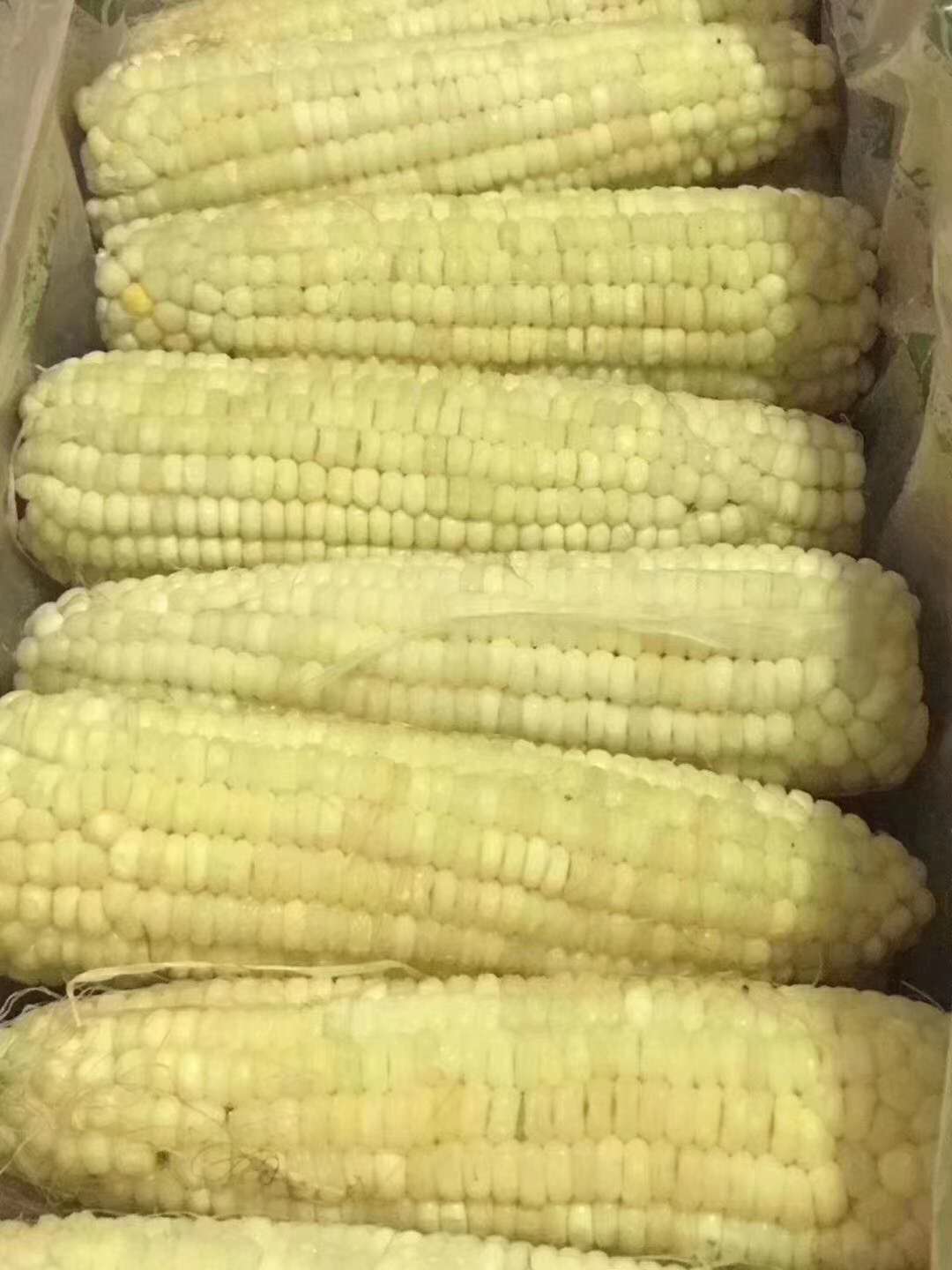 东北玉米A级40根