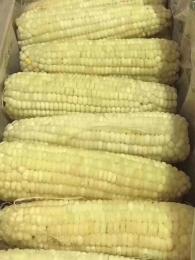 东北玉米A级40根